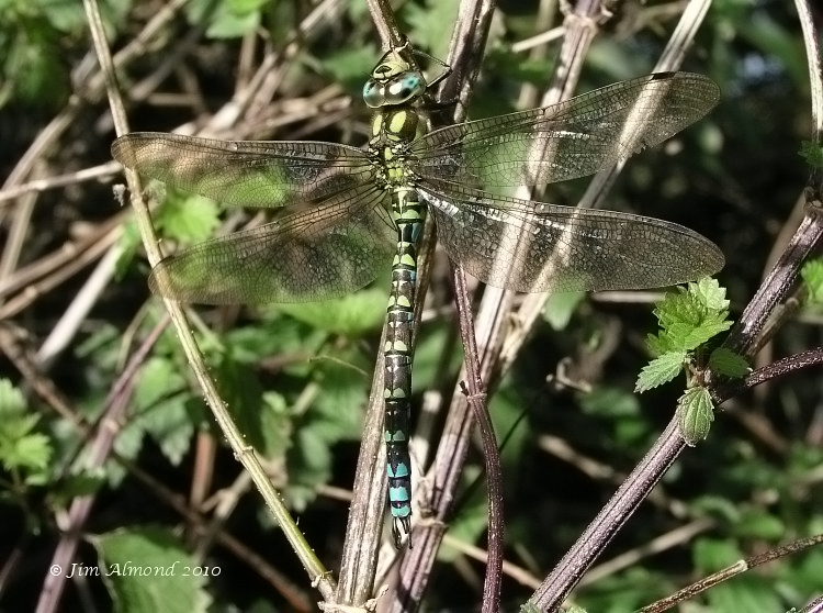 sbgallery Southern Hawker 1 Allscott 24 9 05